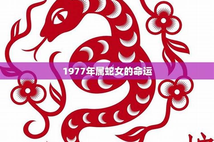 1977年属蛇女的2026年运程如何？