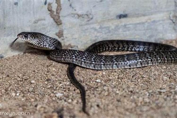 梦见蛇进家了预示什么？