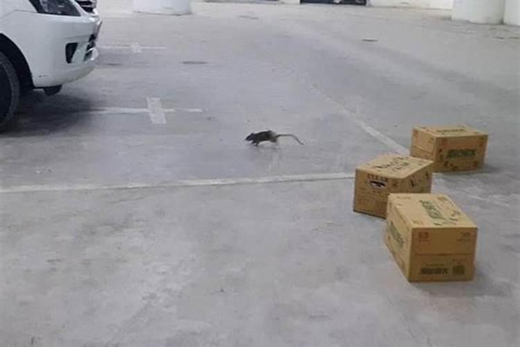 梦见好多只老鼠乱窜？