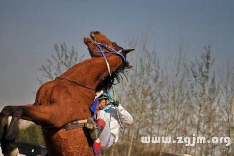 梦见马惊了乱跑乱跑