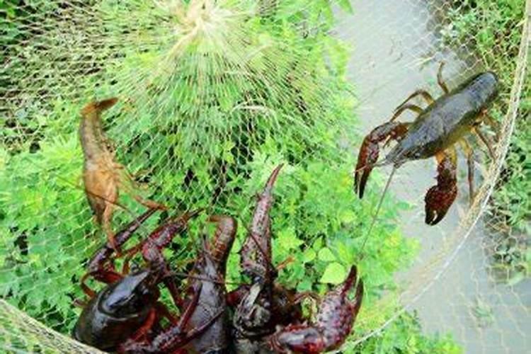 梦见钓龙虾是什么意思？