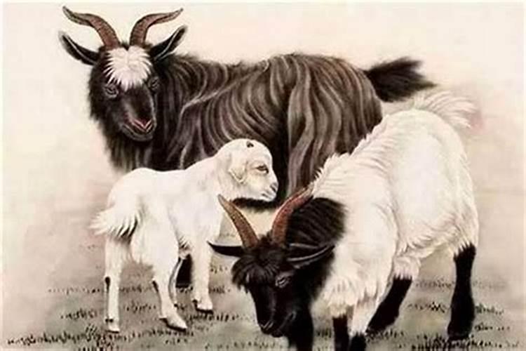 属羊男和属马女八字合吗？