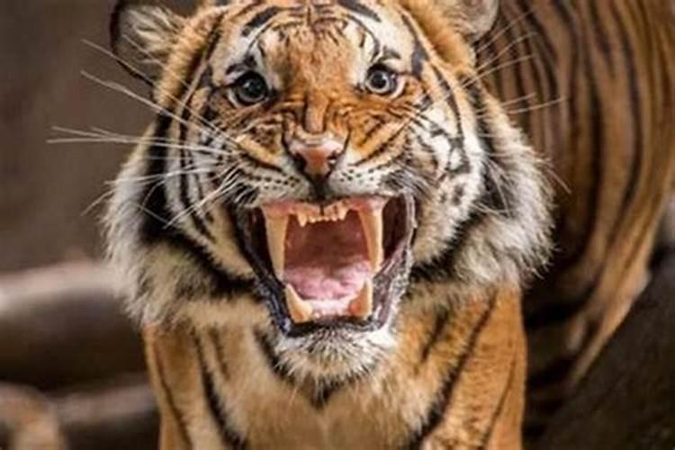 梦见老虎狮子豹子咬人