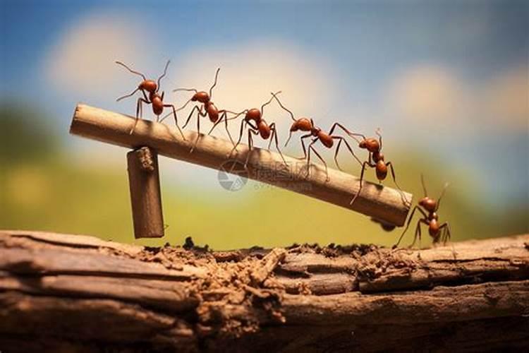 蚂蚁成群结队预示什么？