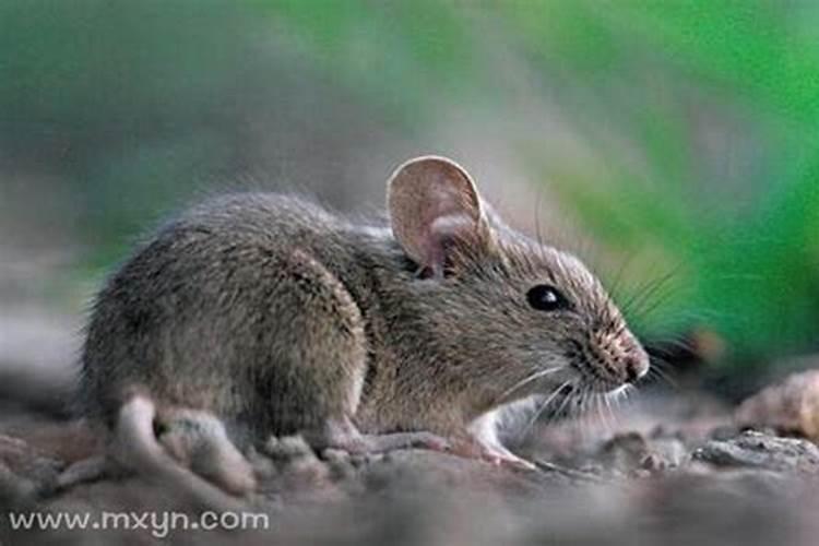 梦见老鼠在家里是什么征兆？