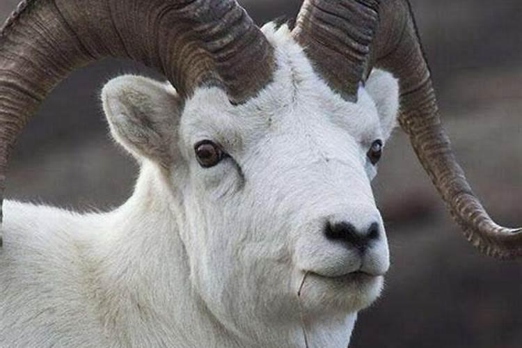 梦见一只羊是什么意思？