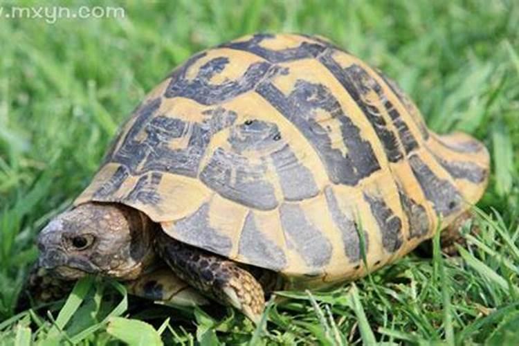 梦到乌龟死了是什么意思？