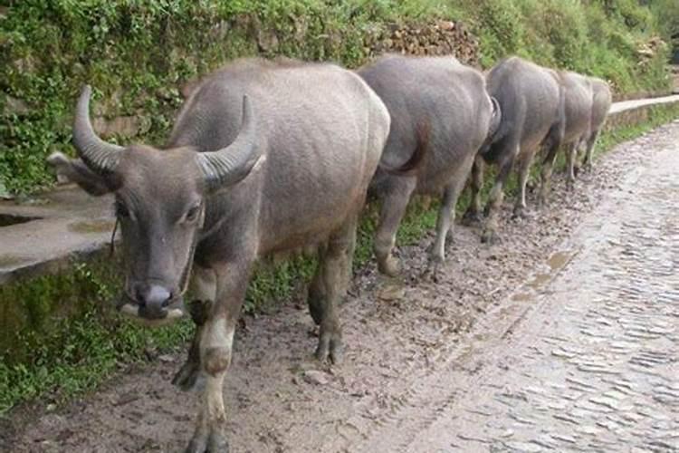 梦见牛跑了是什么意思周公解梦？