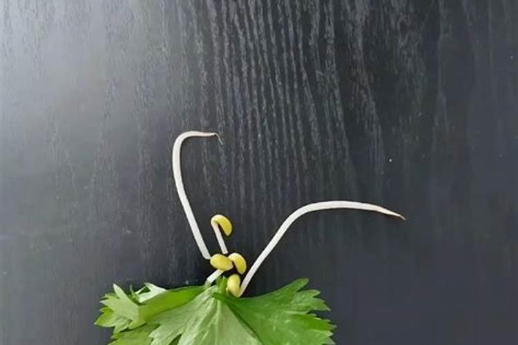 梦见偷菜是什么意思？