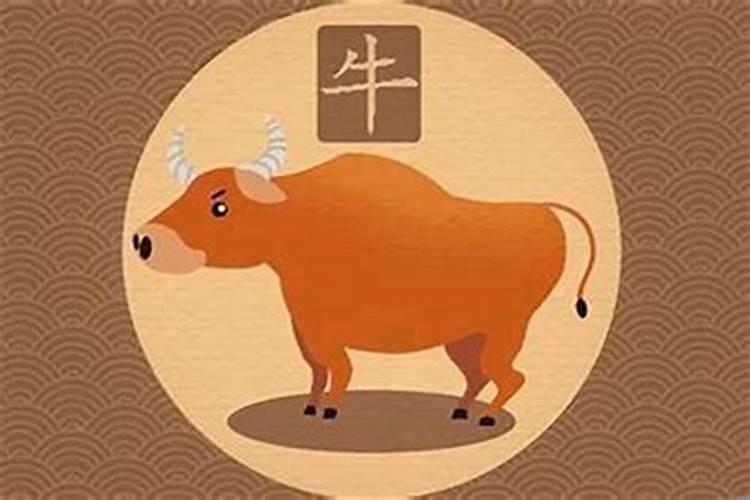 腊月里出生的牛宝宝好嘛？