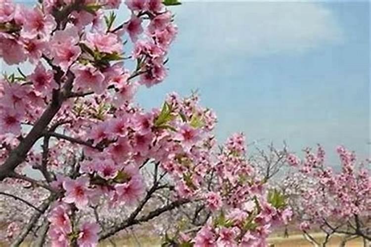 八字怎样看桃花劫？