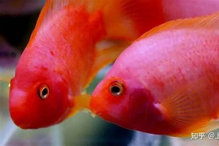 鹦鹉鱼和财神鱼的区别