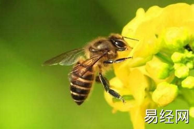 梦见蜜蜂是什么意思？