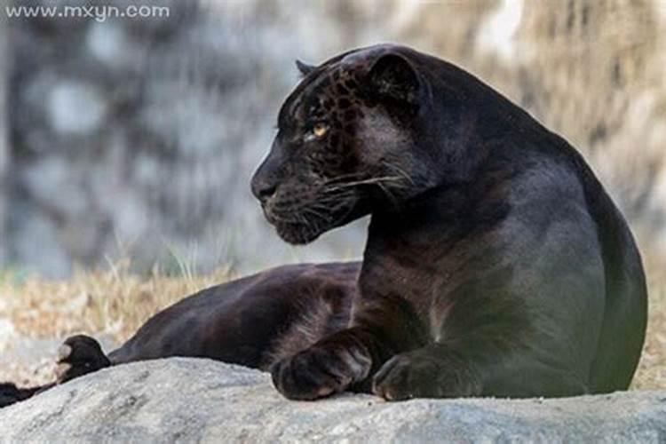 梦见黑豹是什么预兆？