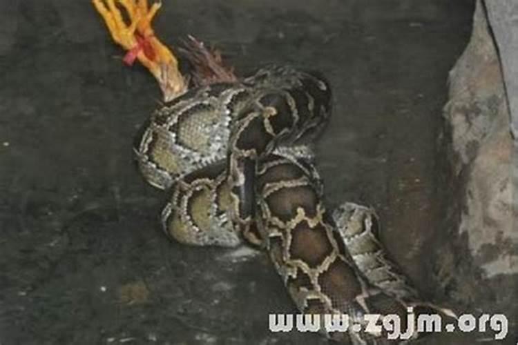 梦见蛇是什么意思啊？