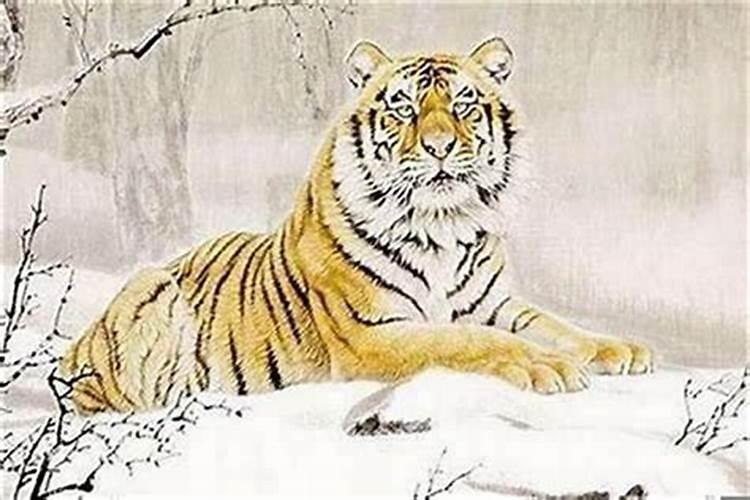 属虎的本命年佩戴什么最好男孩？