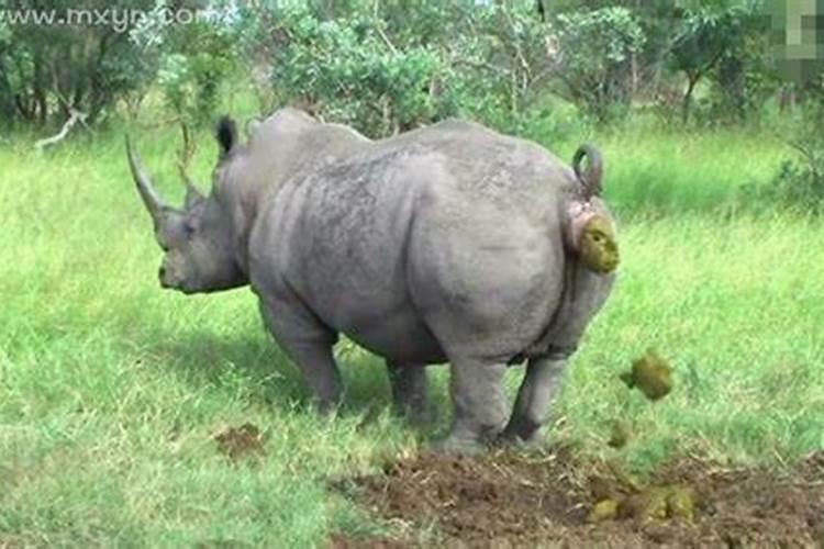 梦到很多屎是什么意思？