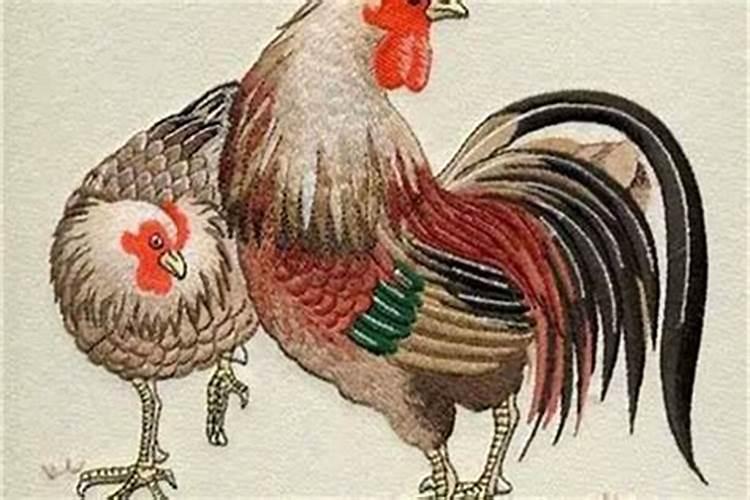 男属鸡女属猪合婚怎么样？