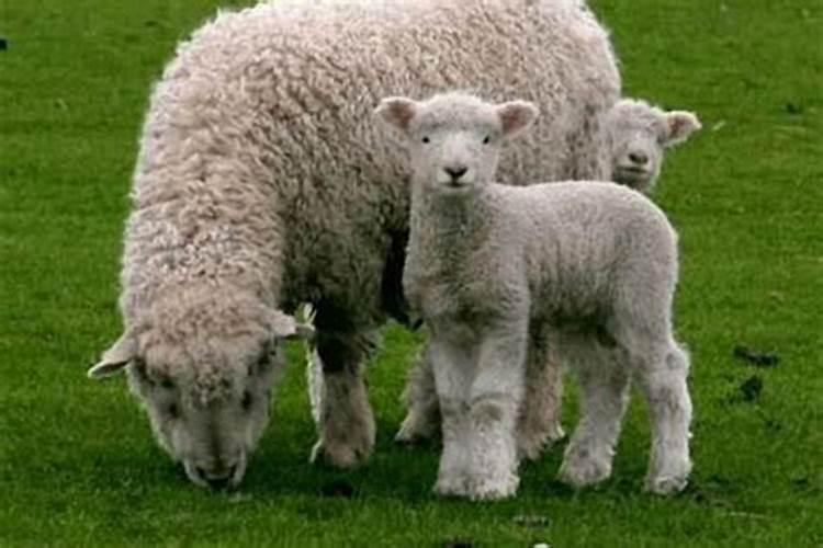 生肖属羊明年的运程