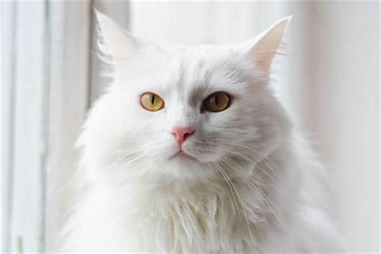 梦见白猫咬我怎么回事？