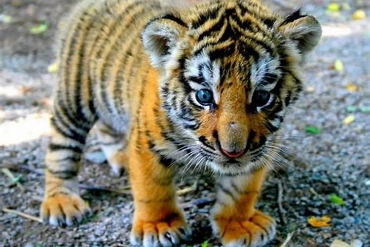 梦见好多老虎追我是什么预兆？