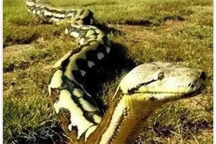 梦到蛇追着自己跑怎么回事？