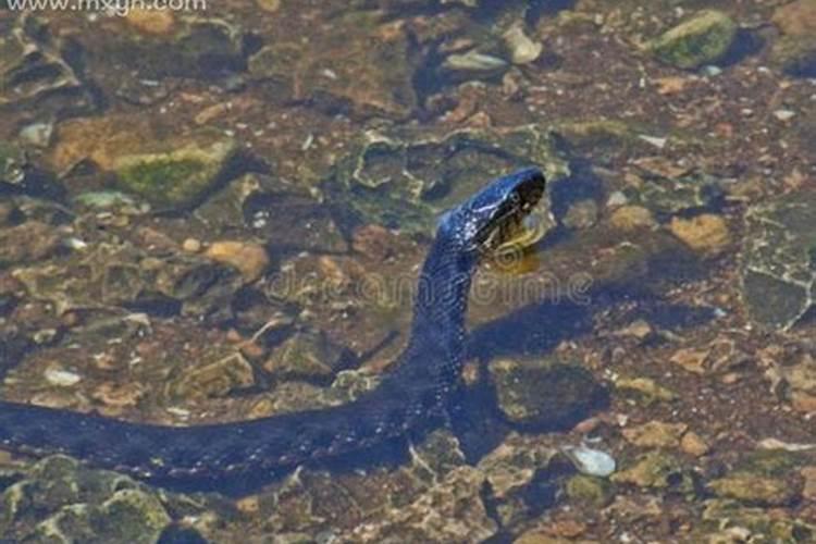 梦见水里有蛇咬我出了好多血？