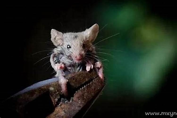 梦见老鼠咬了我是什么意思？