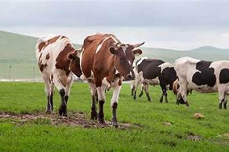 梦见大牛是什么意思？