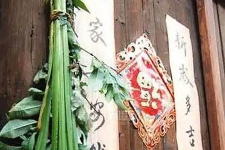 端午节哪里批发菖蒲？