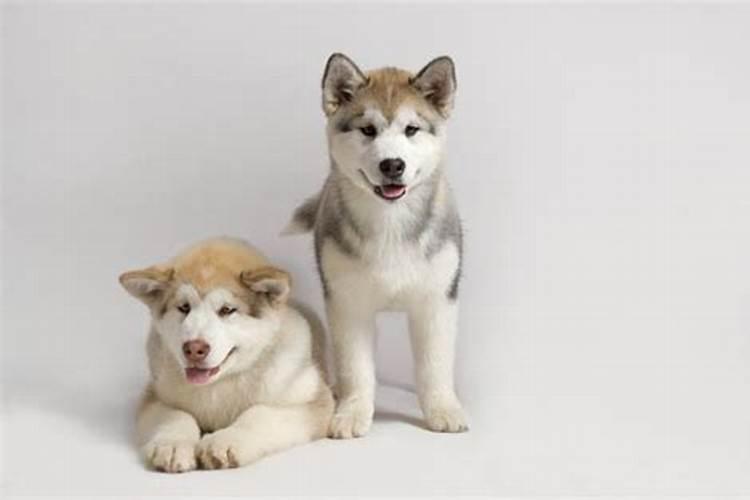 82年狗一生爱情运程