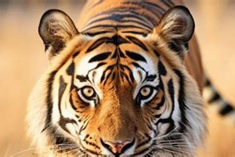 十二属相婚配狗与虎好吗？