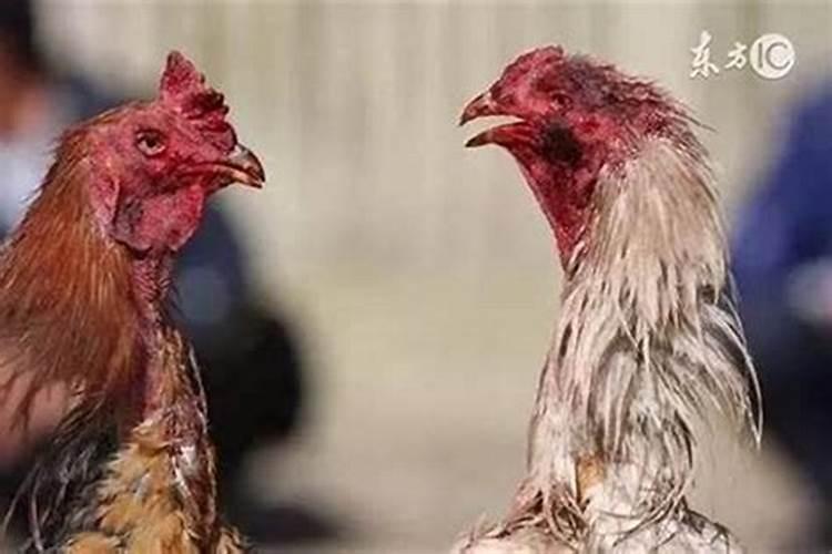 属相婚配鸡配什么好？