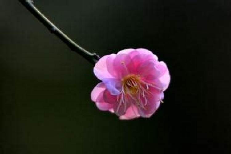 正月初一抽签算命好吗？