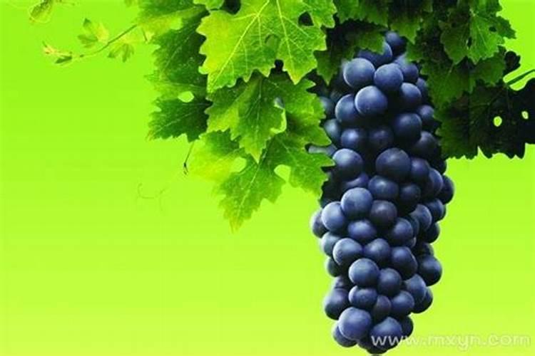 梦到吃葡萄是什么兆头？