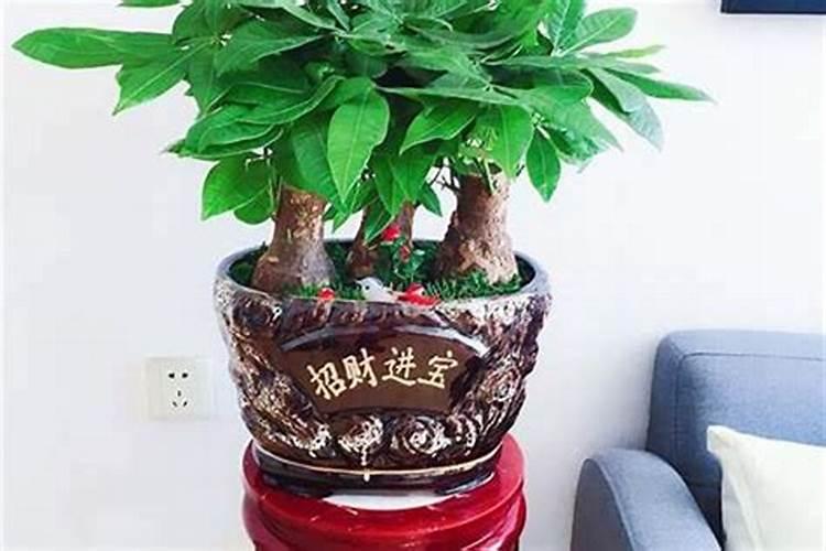 家里养什么植物招财旺运？
