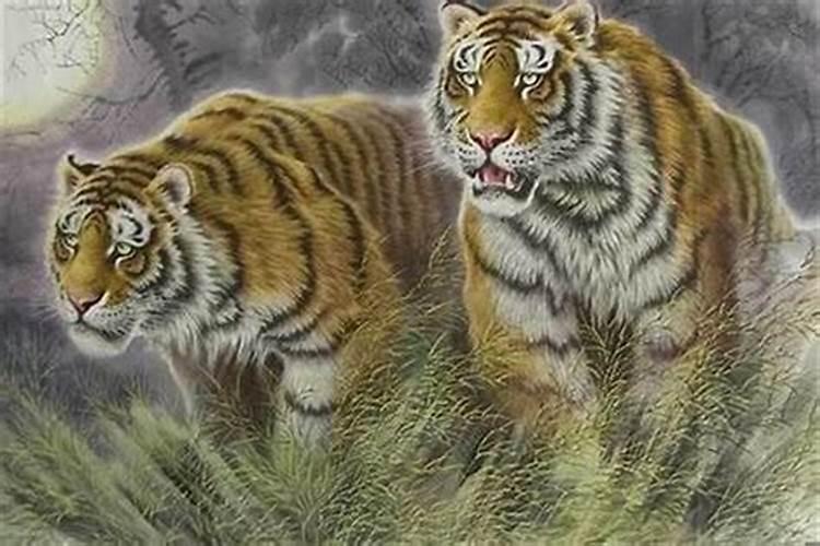 属相婚配牛配虎怎么样？