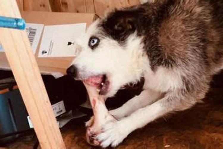 2026年腊月狗人运势