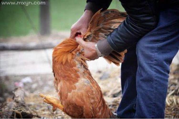 梦见会说话的鸟杀鸡见血