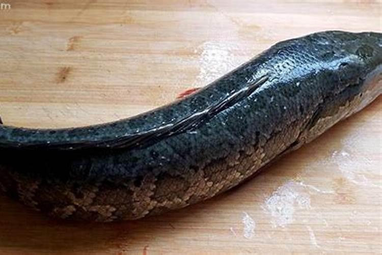 梦见抓黑鱼是什么征兆？