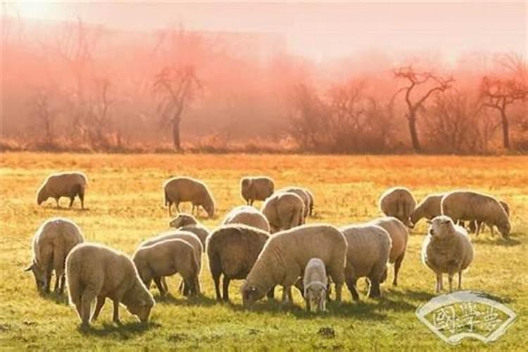 羊宝宝腊月出生好吗？