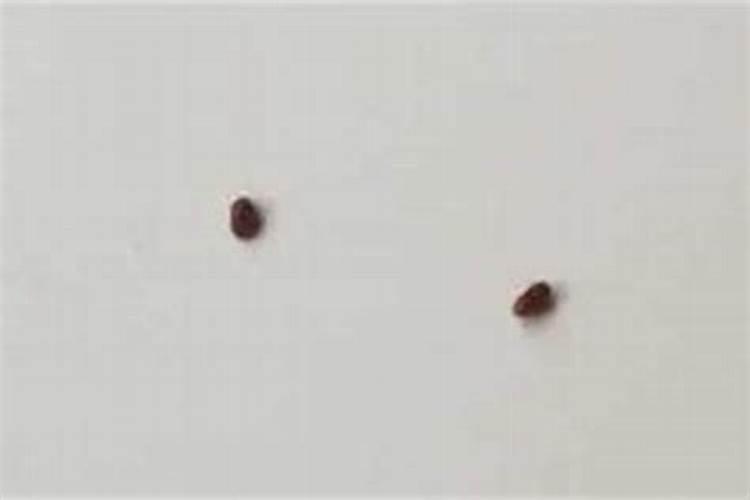 梦见房子里好多小飞虫？