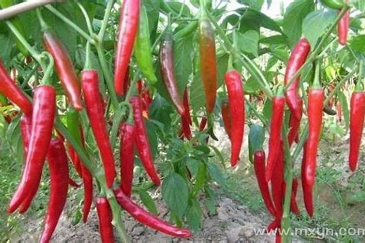 梦见辣椒长在高树上什么意思？