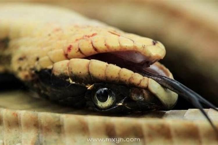 梦见铲死蛇是什么预兆？