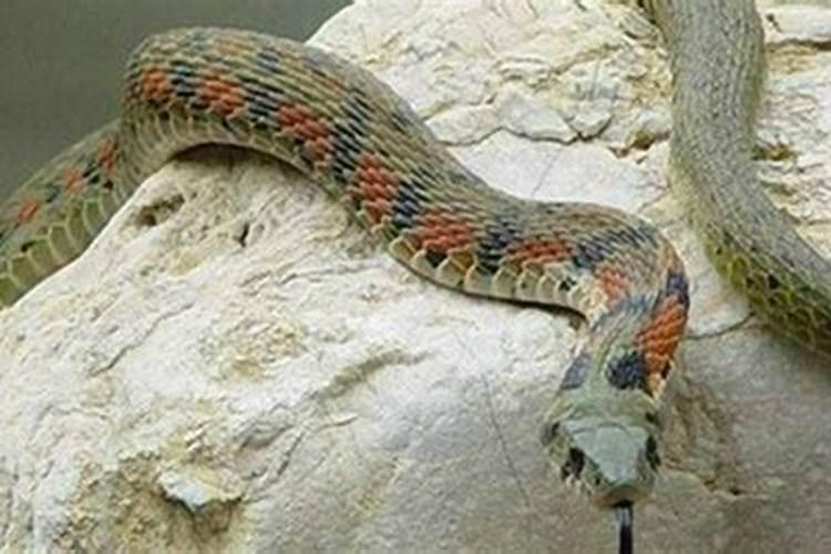 梦见黑锅挡住脸什么意思？