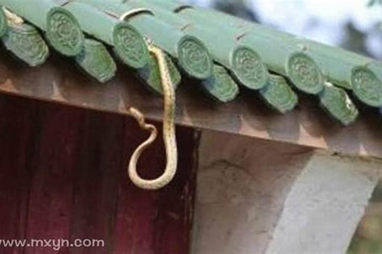 梦见蛇进家门被我堵住了没进来