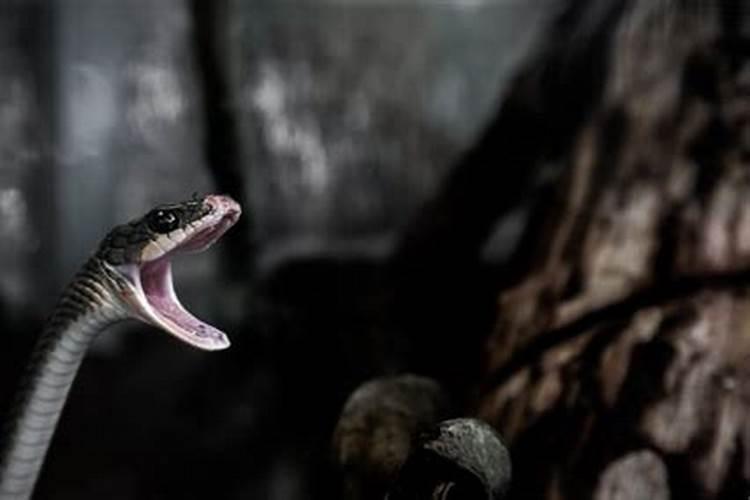 老是梦到蛇怎么回事？