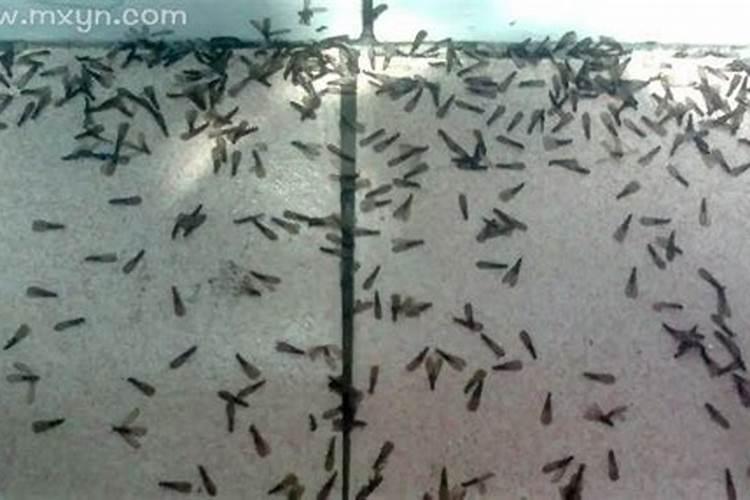 梦见家里有好多虫子和青蛙？