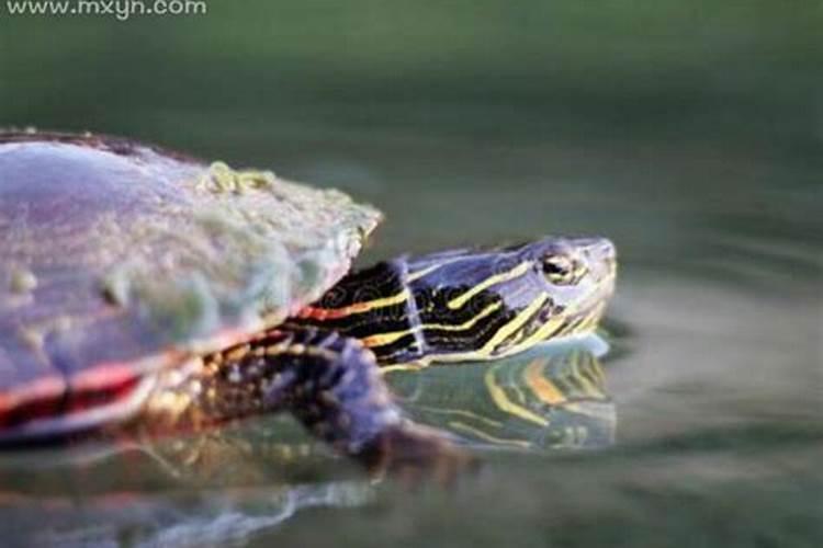 梦见很多小乌龟咬我是什么意思？