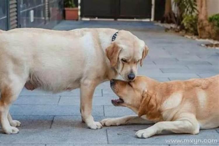 梦到狗怀孕预示着什么意思？